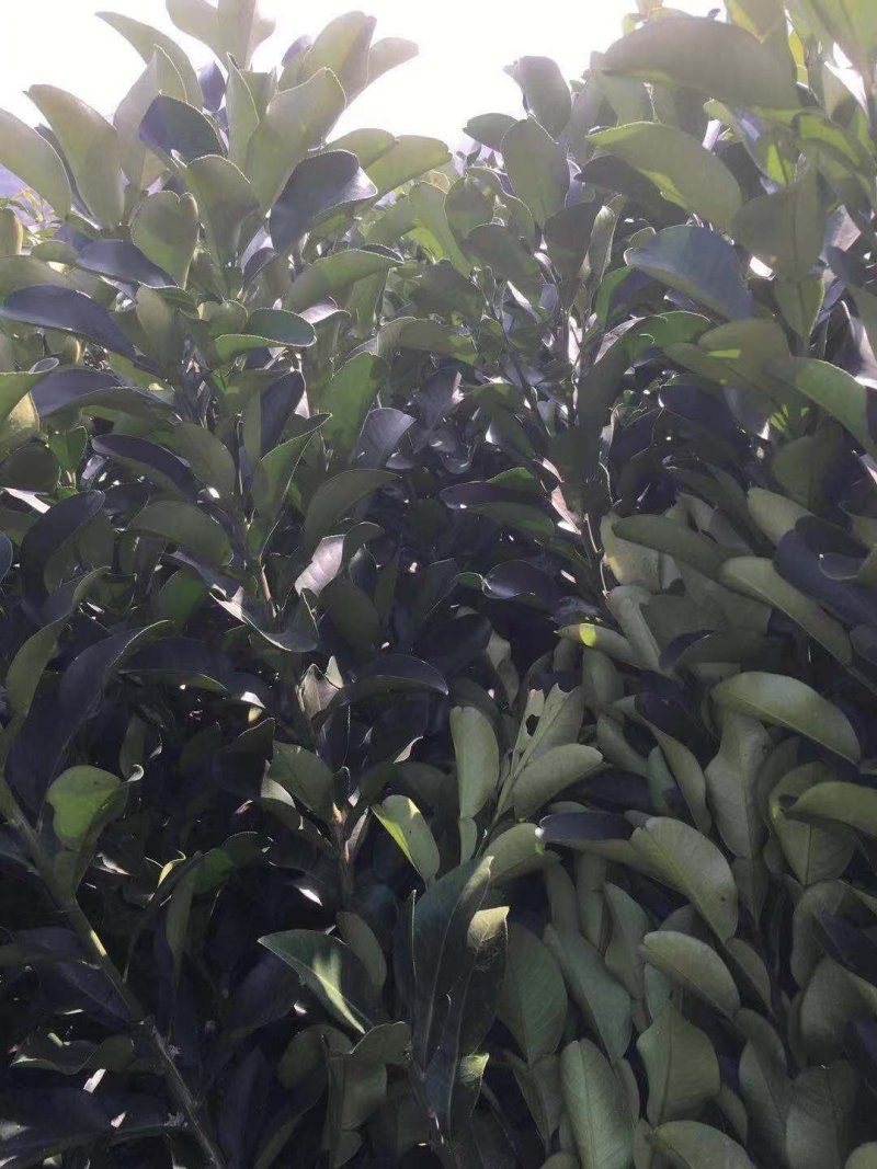 1年台州玉环文旦柚苗
