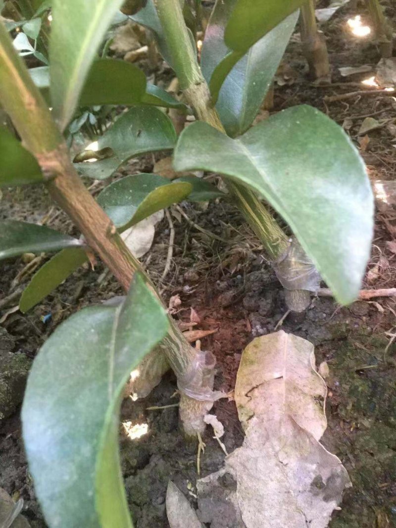 1年台州玉环文旦柚苗