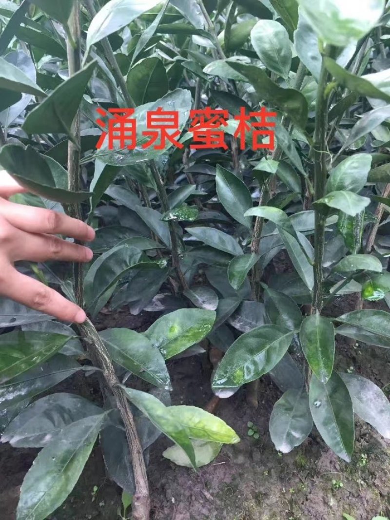 涌泉蜜桔苗蜜橘苗台州黄岩蜜橘苗柑橘苗水果苗