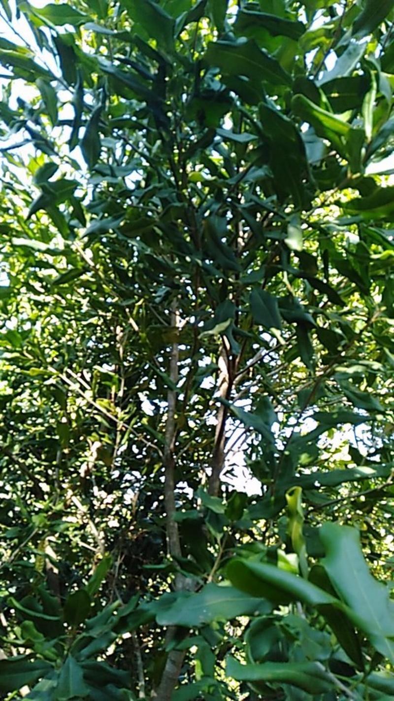 夏威夷果树枝条嫁接条，种子苗木。