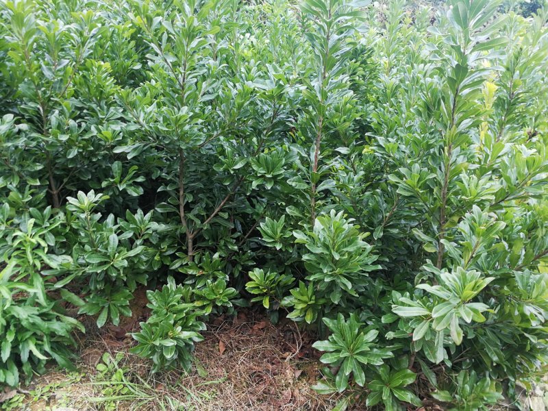 2年杨梅苗50~80cm1.2-1.5公分