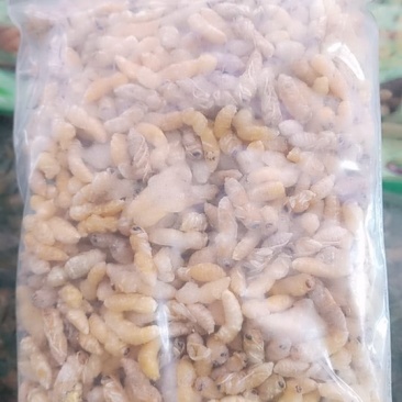 蜂蛹（小二级）