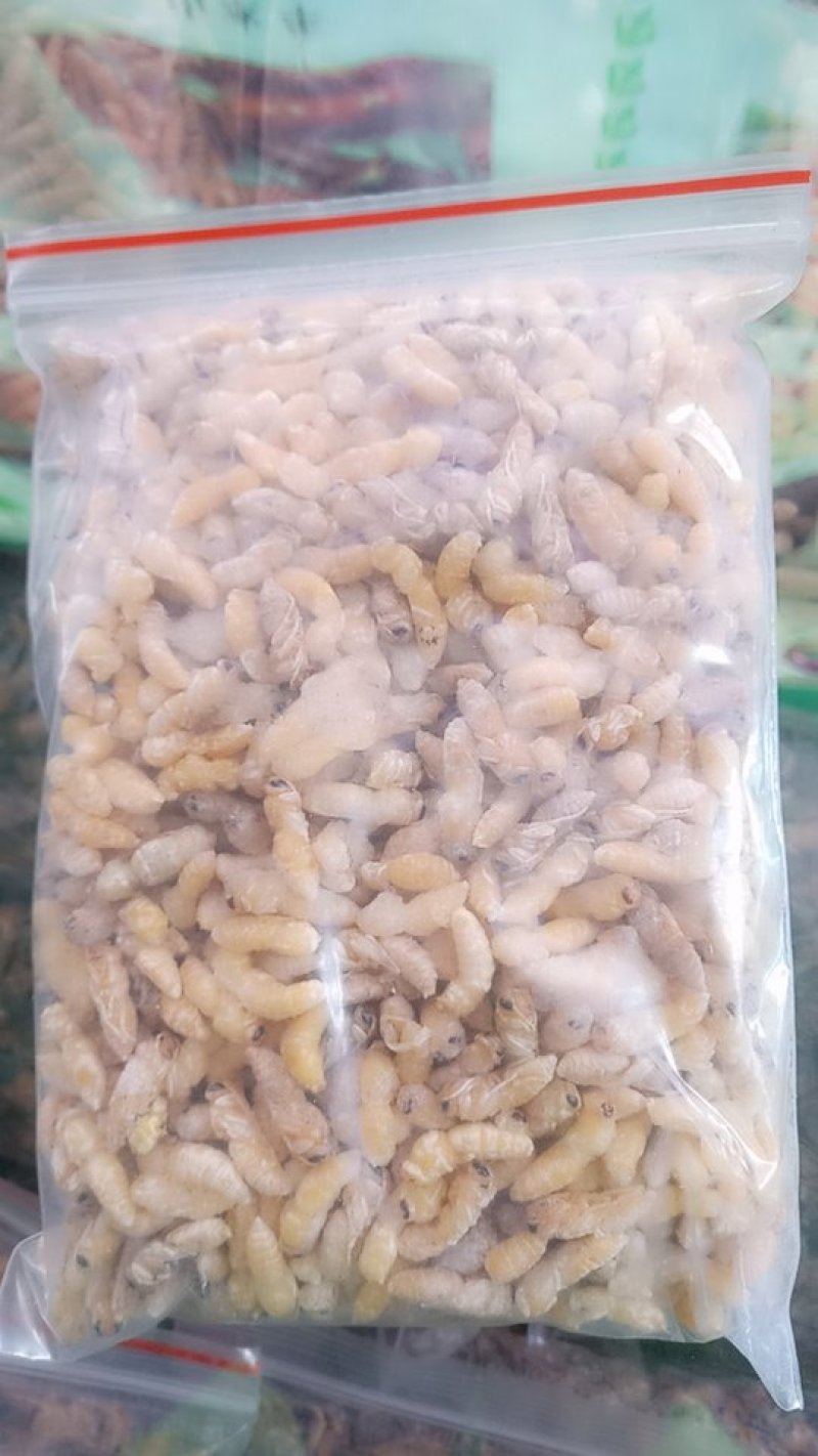 蜂蛹（小二级）