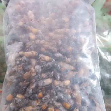 蜂蛹（小黑蜂）