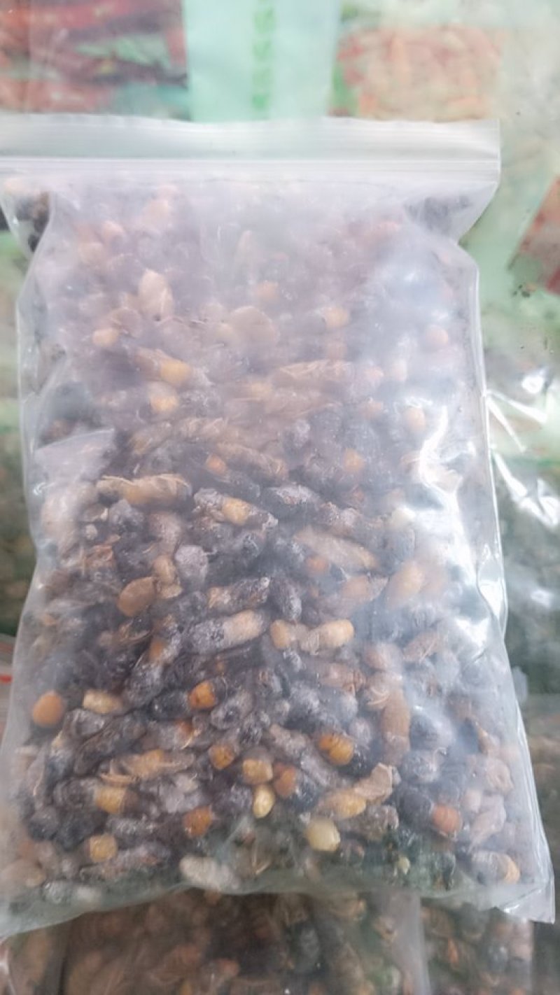 蜂蛹（小黑蜂）
