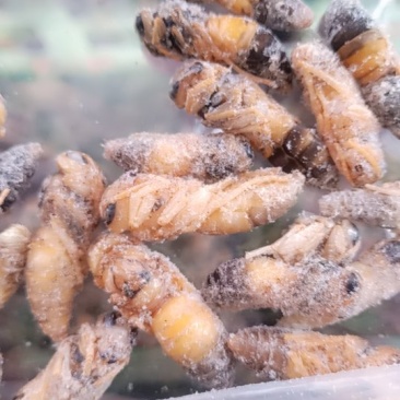 大黄蜂（特大）
