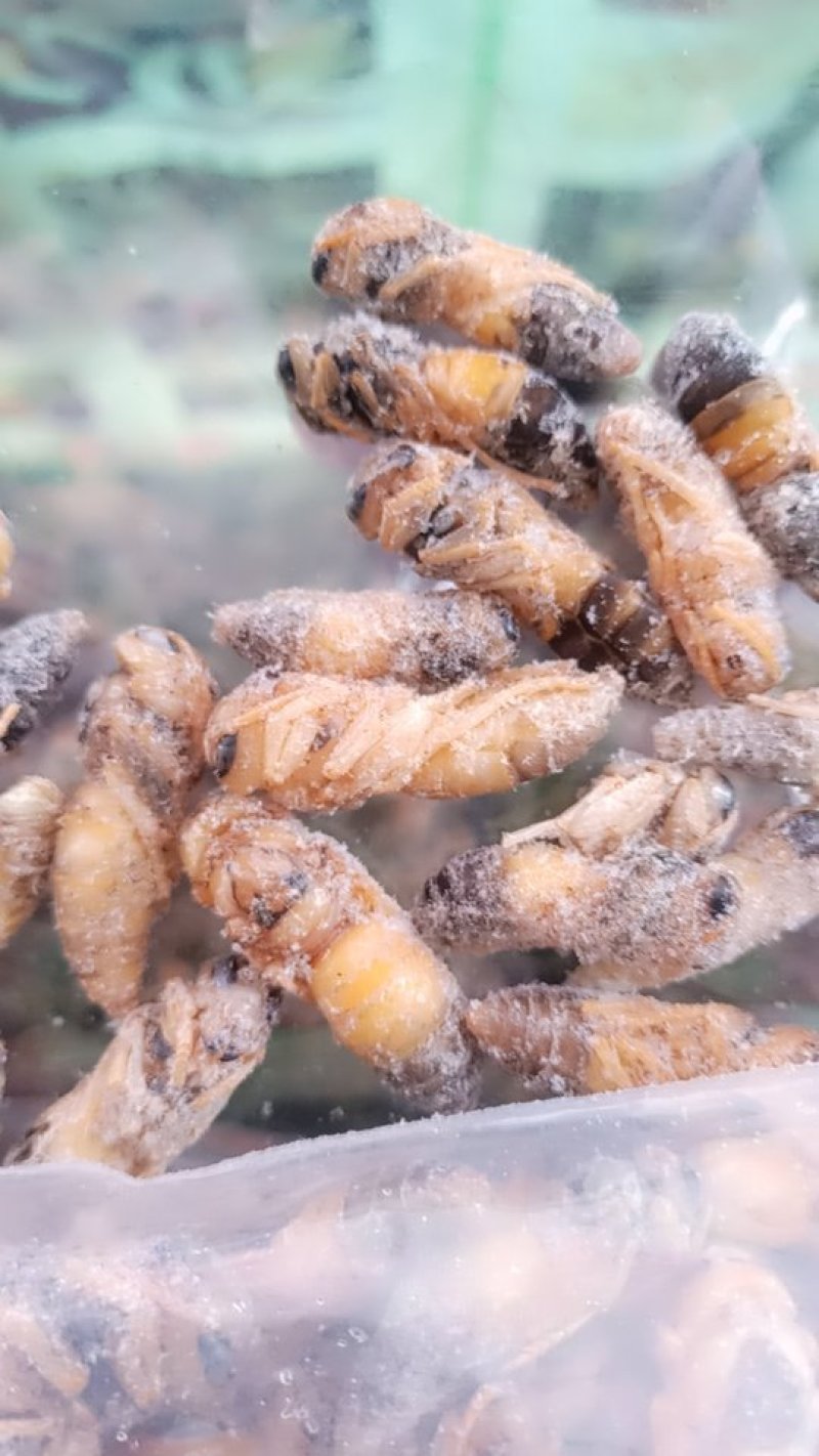 大黄蜂（特大）