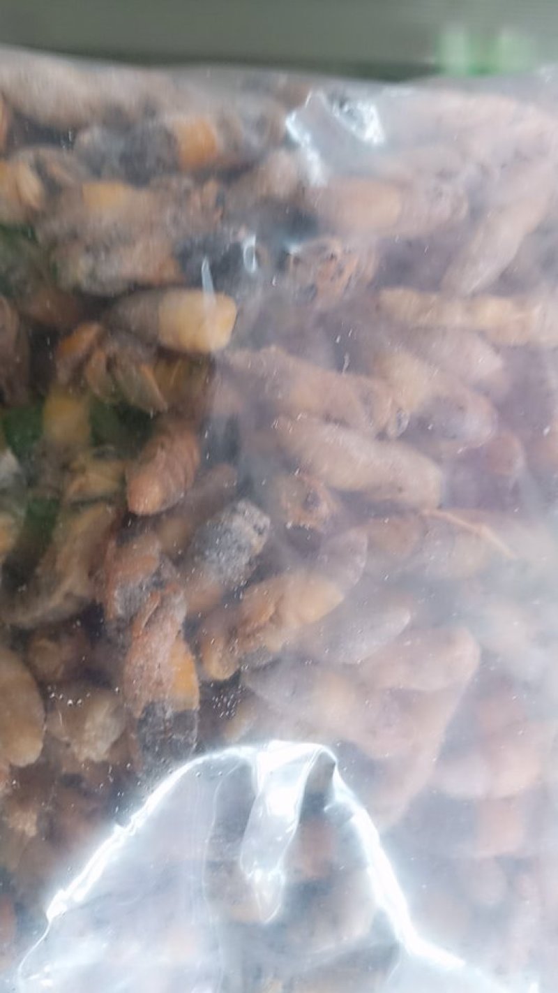 大黄蜂（特大）