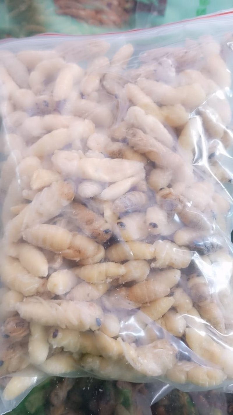 蜂蛹（成蜂二级）
