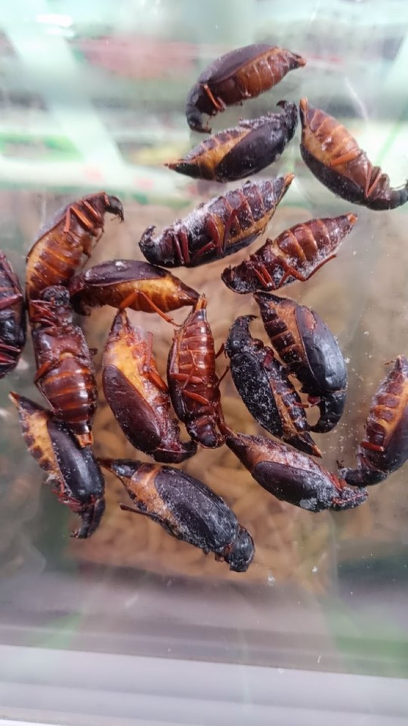 母山水牛(特大母的）