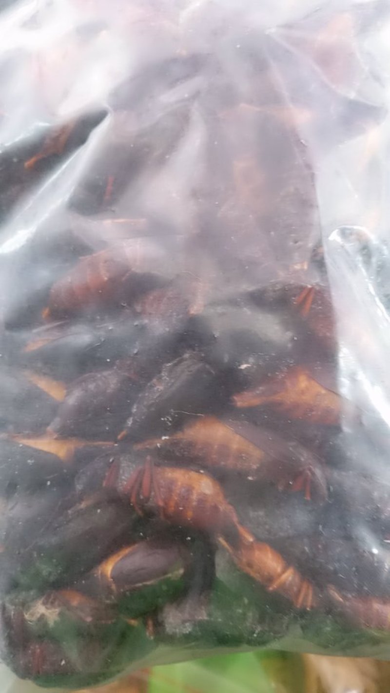 母山水牛(特大母的）