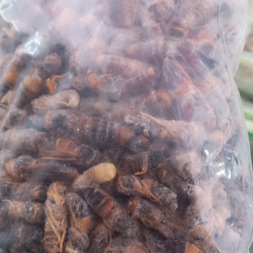 大黑蜂(特大）