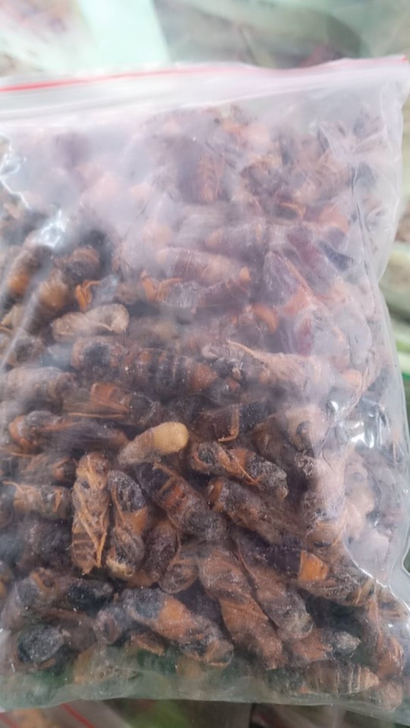 大黑蜂(特大）