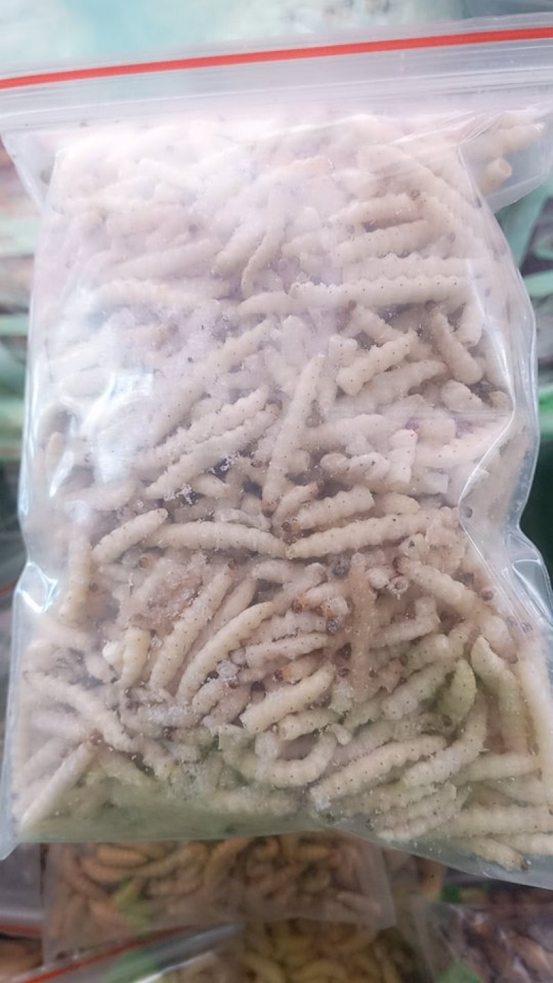 竹节虫
