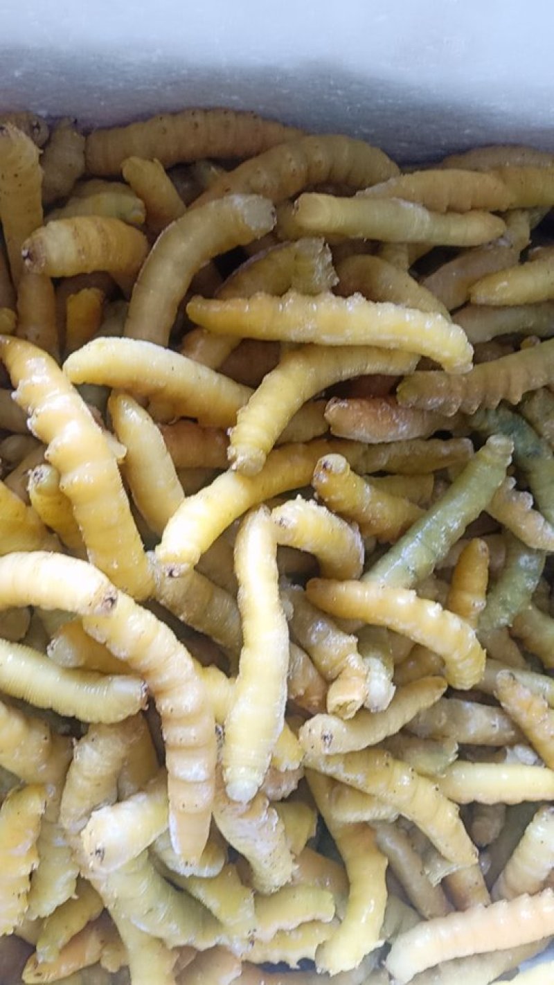 豆虫