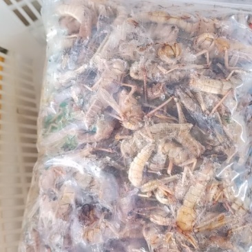 母蚂蚱(纯子）