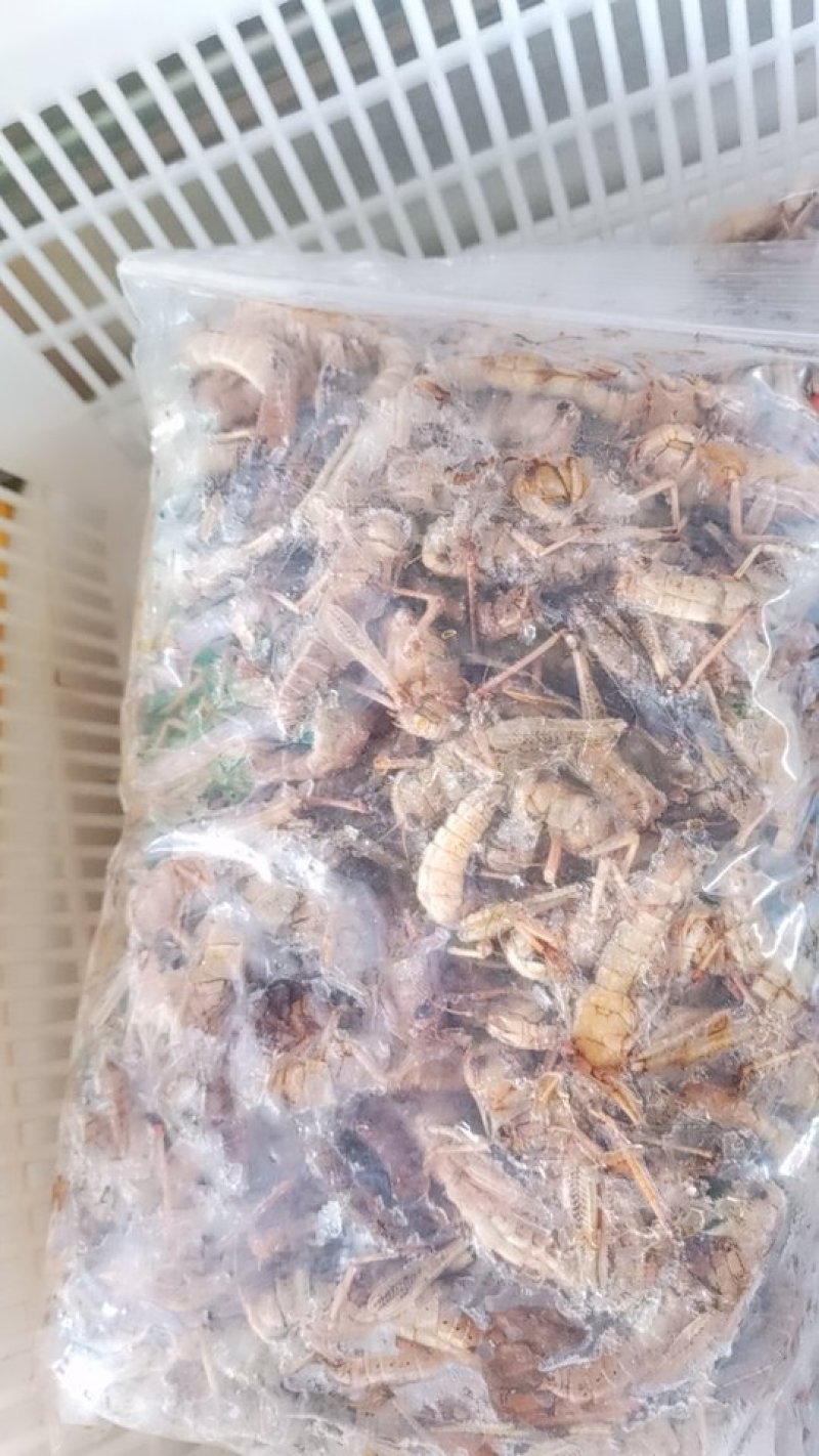 母蚂蚱(纯子）
