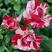多头四季玫瑰盆栽阳台种植园子种植园林绿化工程苗