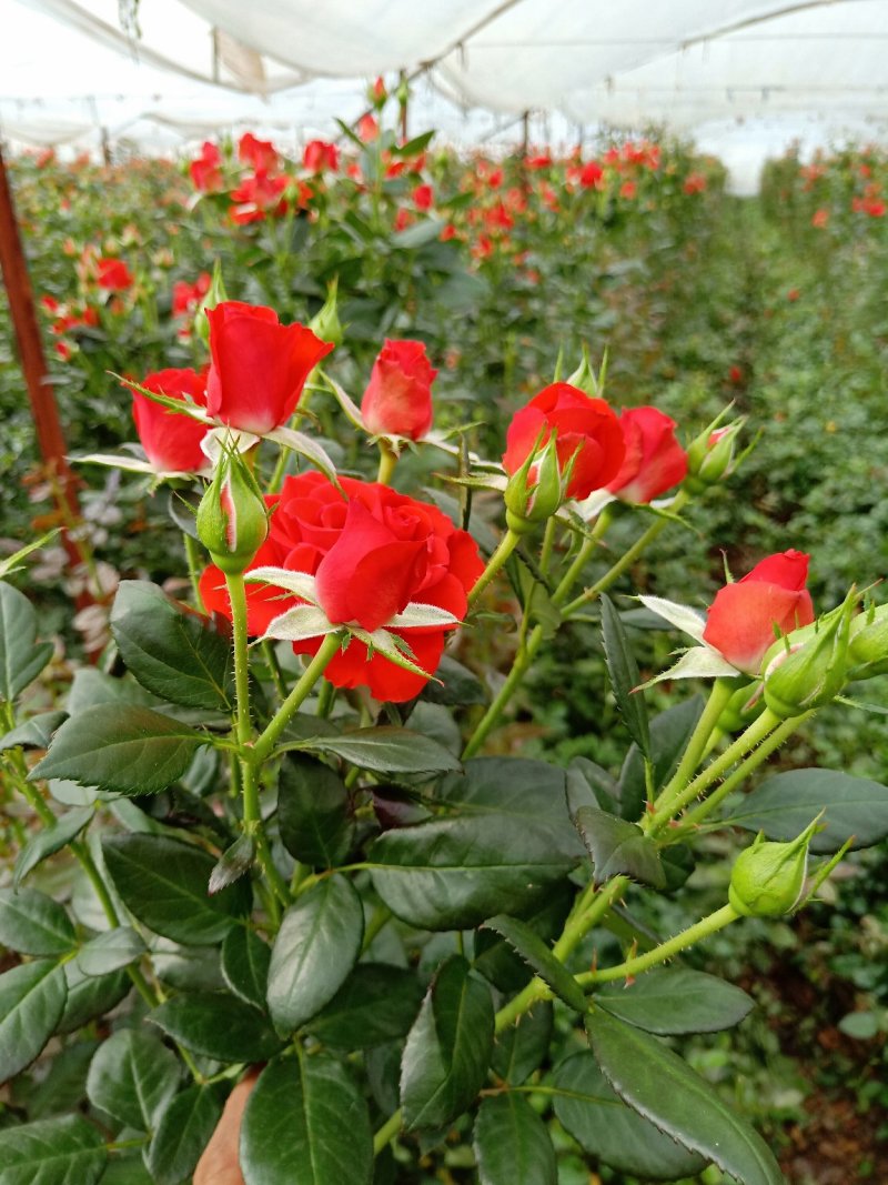 多头四季玫瑰盆栽阳台种植园子种植园林绿化工程苗