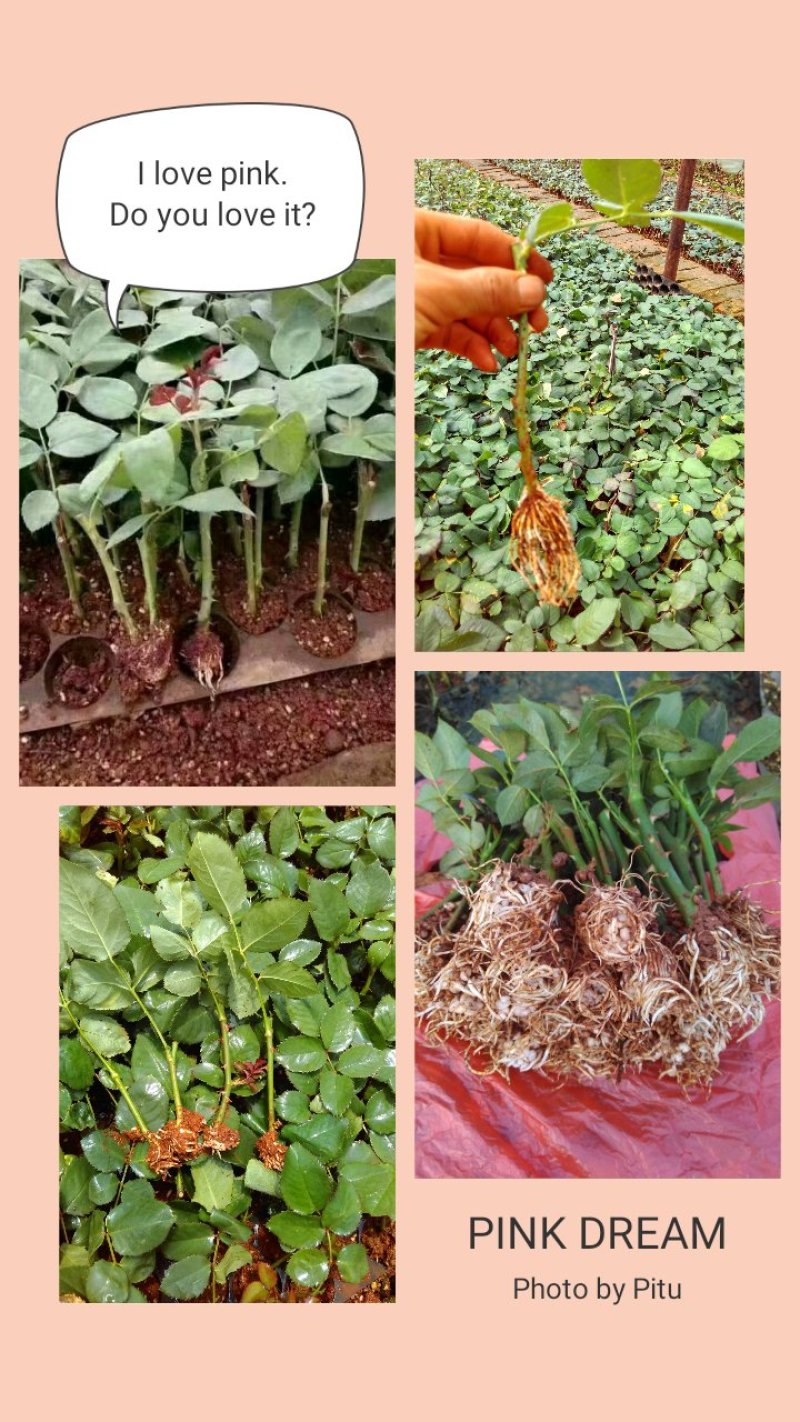 多头四季玫瑰盆栽阳台种植园子种植园林绿化工程苗