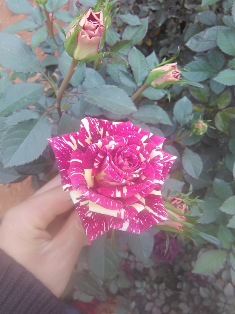 多头四季玫瑰盆栽阳台种植园子种植园林绿化工程苗