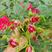 多头四季玫瑰盆栽阳台种植园子种植园林绿化工程苗
