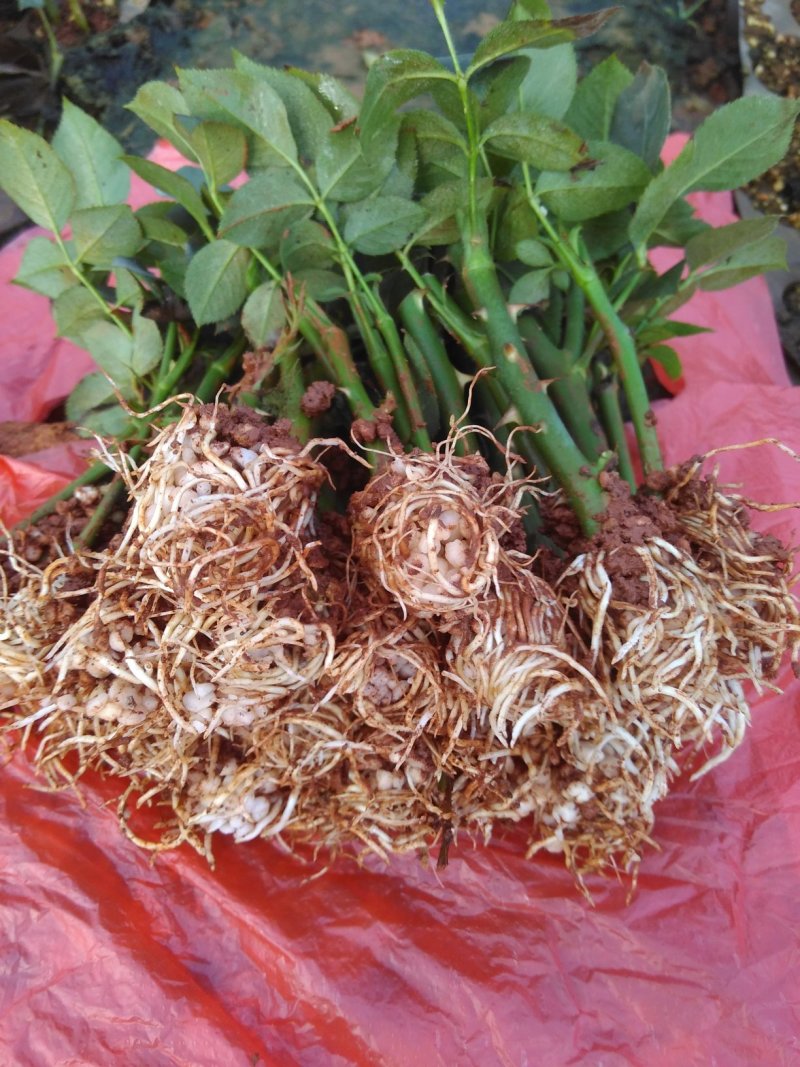 多头四季玫瑰盆栽阳台种植园子种植园林绿化工程苗