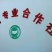 沙枣苗子甘肃酒泉沙枣种条玉门沙枣种子批发