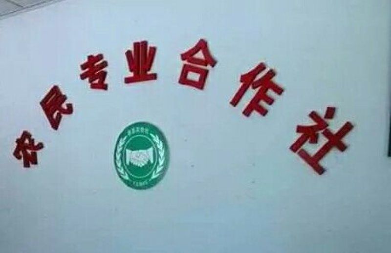 沙枣苗子甘肃酒泉沙枣种条玉门沙枣种子批发