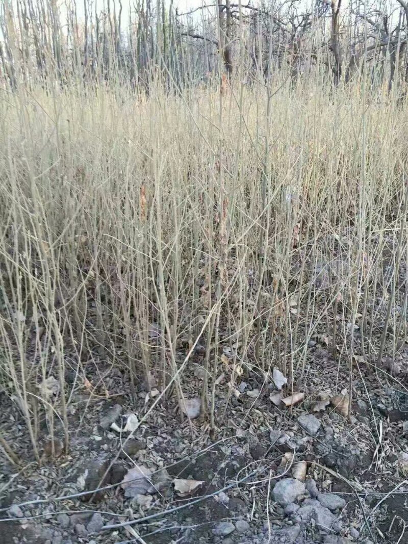沙枣苗子甘肃酒泉沙枣种条玉门沙枣种子批发