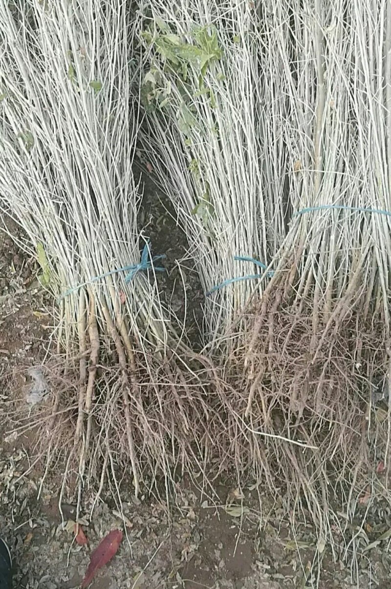 沙枣苗子甘肃酒泉沙枣种条玉门沙枣种子批发