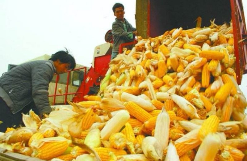 我地是东北玉米水稻花生西主产区，合作社期待与你合作共赢。