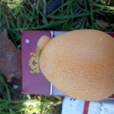 枇杷