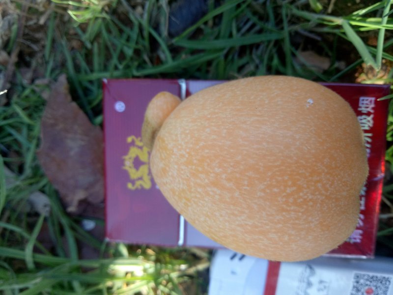 枇杷