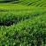 普洱茶