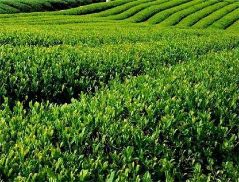 普洱茶