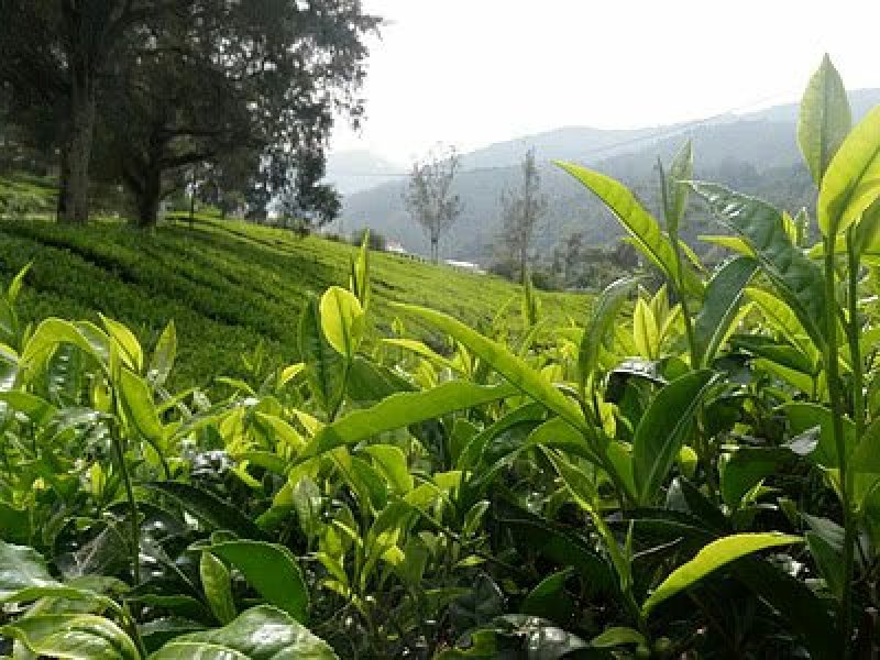 普洱茶