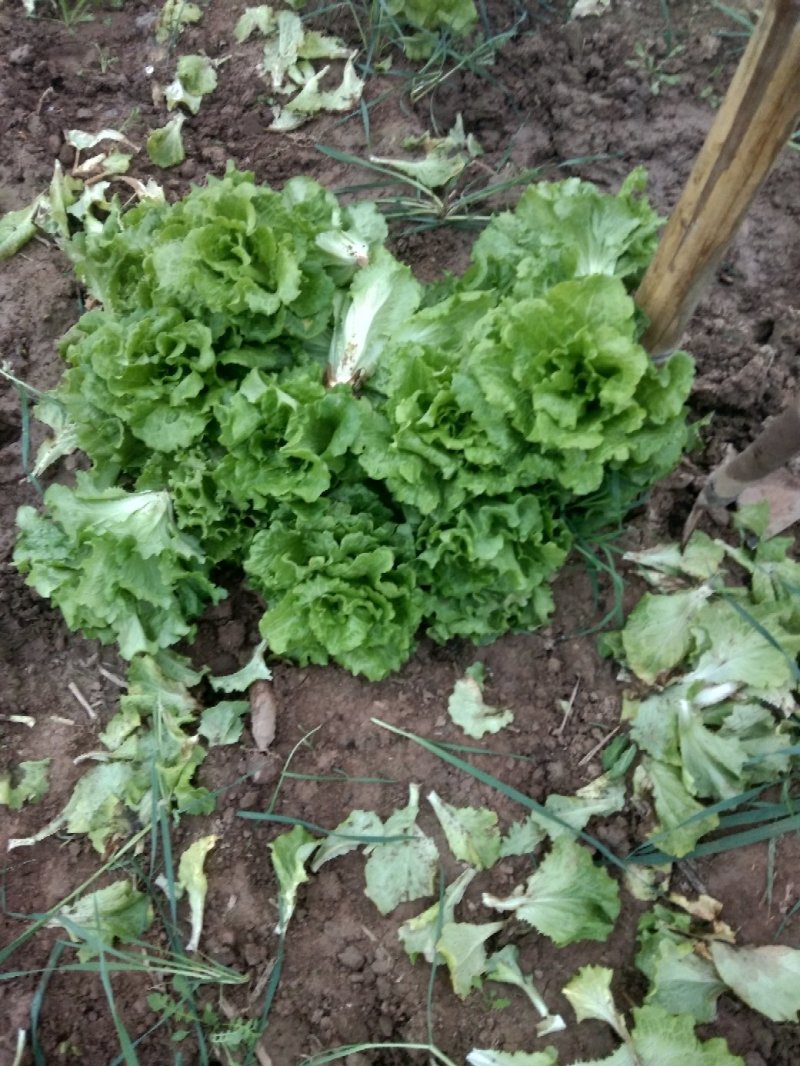 河南大叶生菜大量出售货源充足欢迎批发