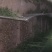 青蛙种