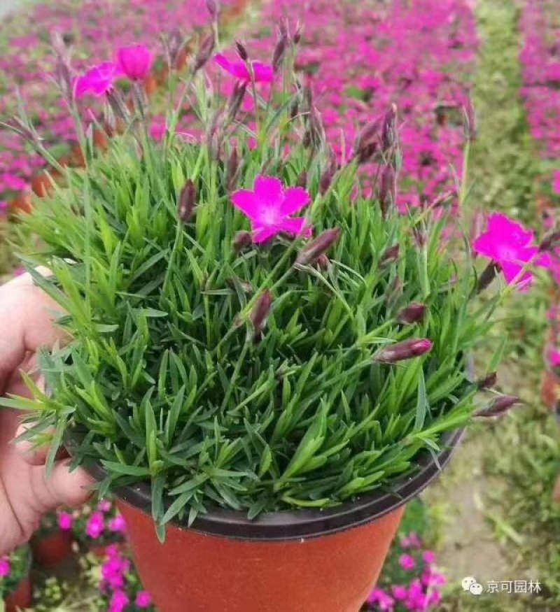 欧石竹粉贝基地直销量大从优