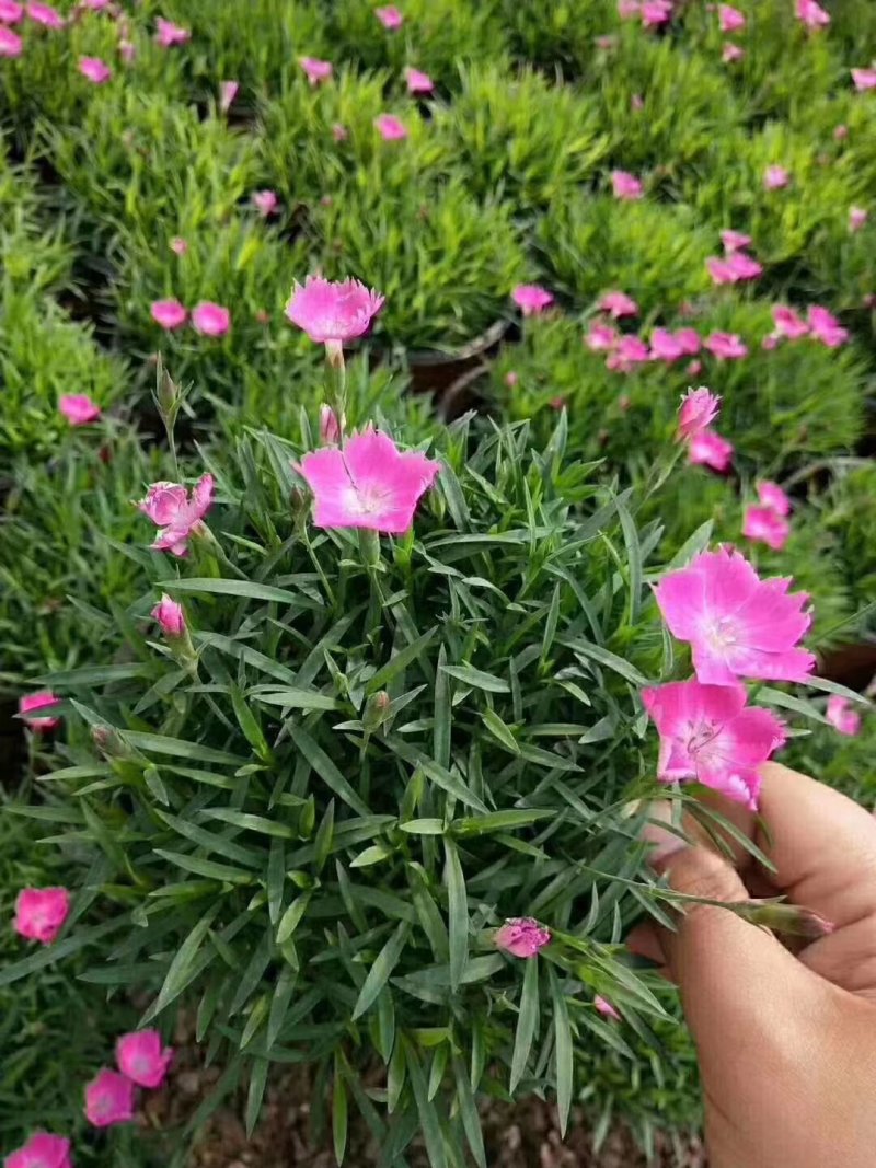 欧石竹粉贝基地直销量大从优