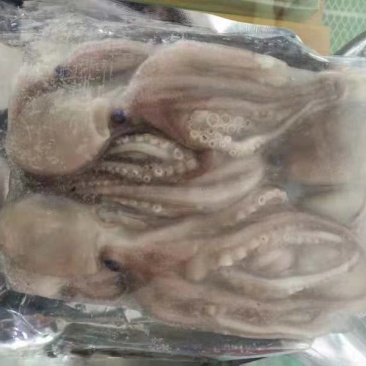 八爪鱼