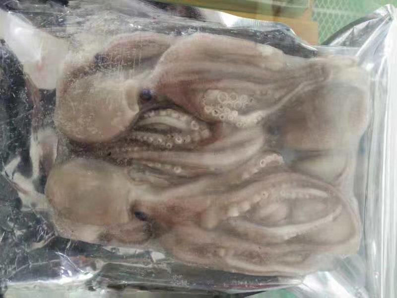 八爪鱼