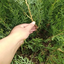 侧柏又叫扁柏可以嫁接龙柏用可视频看货选货