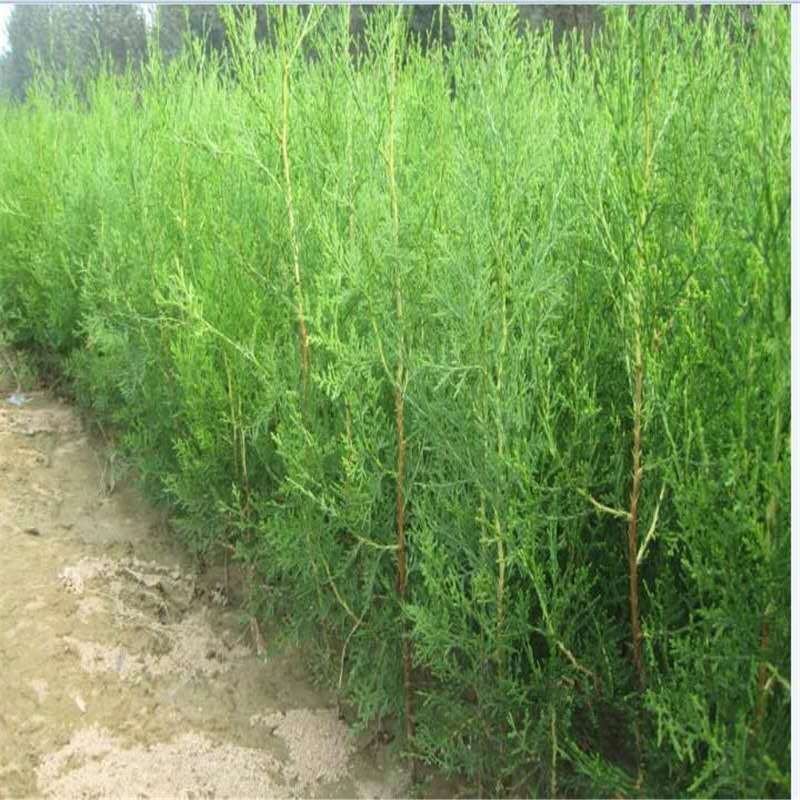 侧柏苗又叫扁柏苗可以嫁接龙柏用可视频看货选货