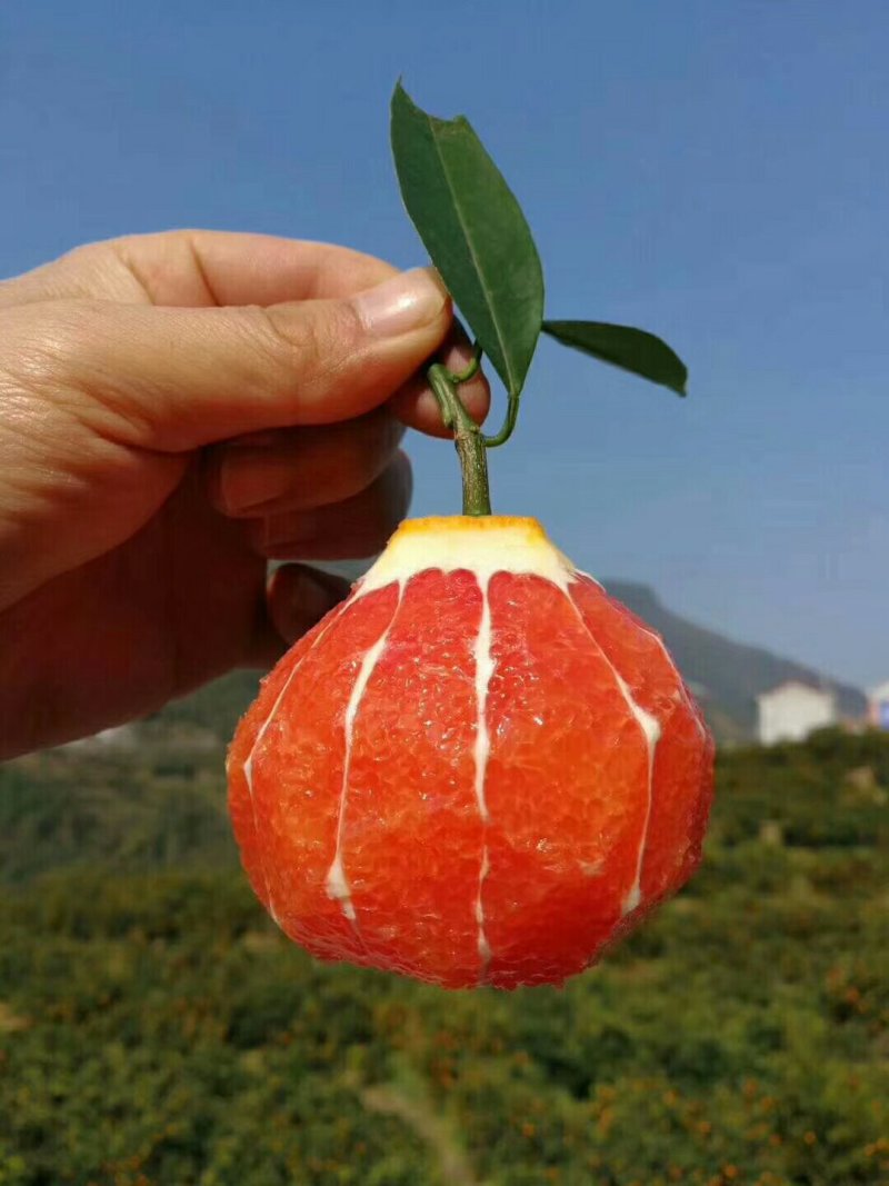 【橙子】血橙，中华红橙，皮薄多汁量大从优坏果包赔