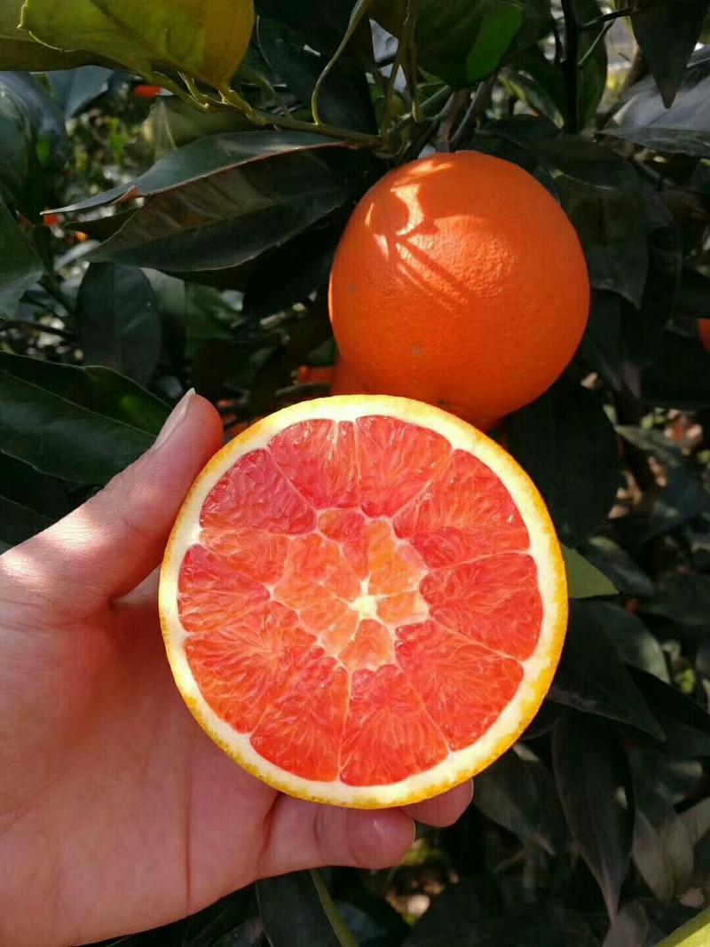 【橙子】血橙，中华红橙，皮薄多汁量大从优坏果包赔