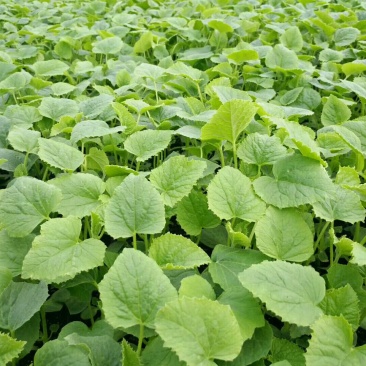 羊角酥(密,脆)嫁接甜瓜苗根系发达易成活抗病强抗重茬
