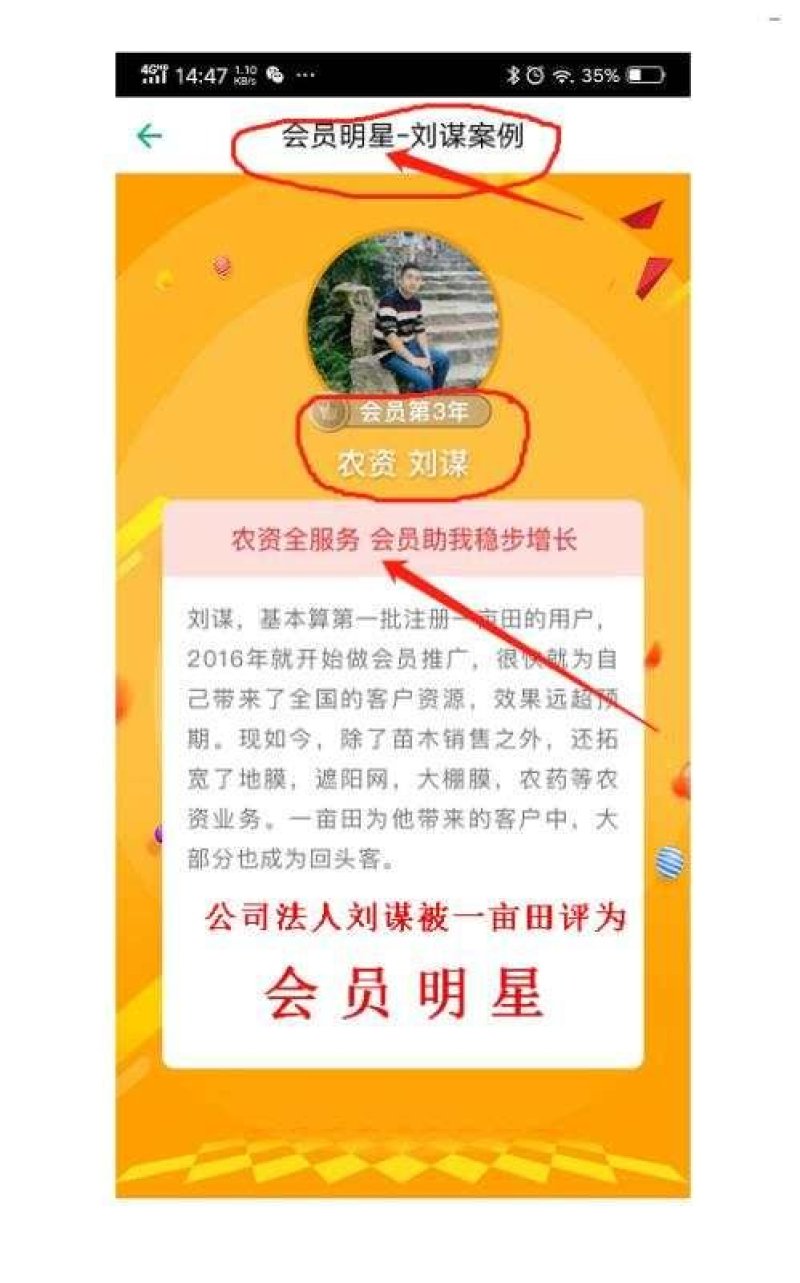 金叶女贞苗金叶女贞小苗金叶女贞床苗金叶女贞树苗包邮