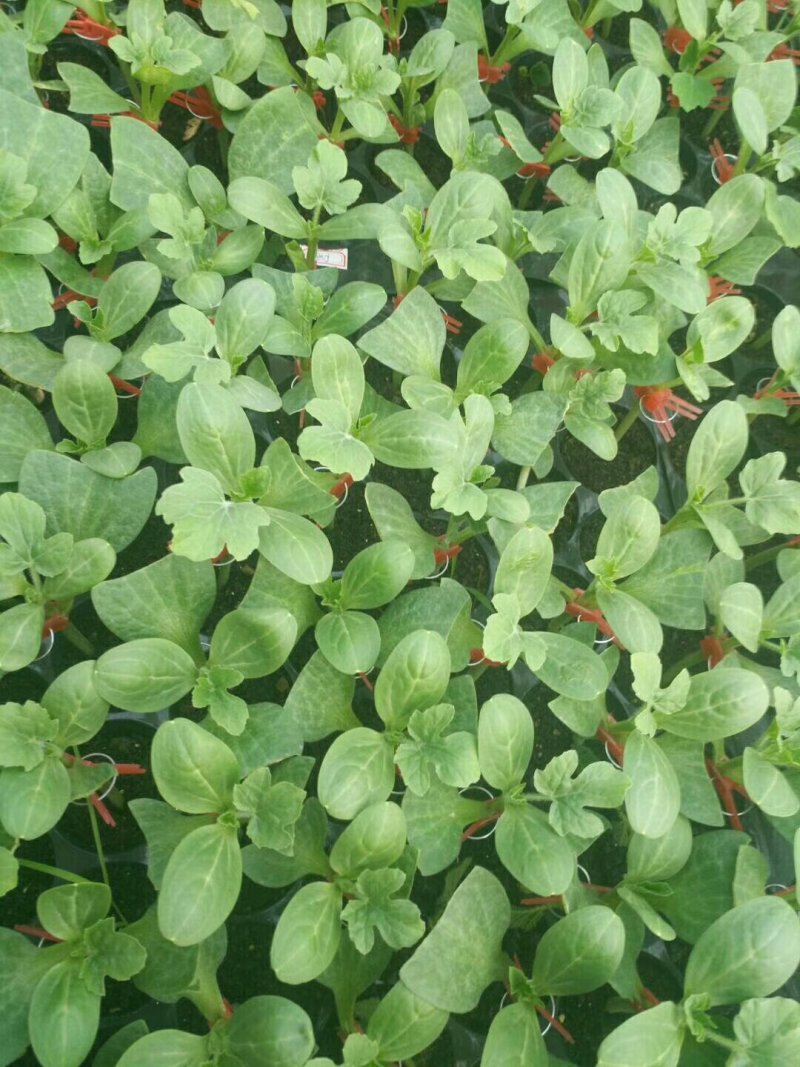 龙卷风-嫁接西瓜苗直生苗抗病抗重茬